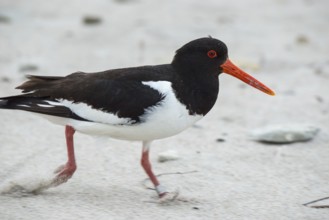 An oystercatcher (Haematopus ostralegus) with sandy, long red beak, red eyes and black and white