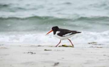 An oystercatcher (Haematopus ostralegus) with a long red beak, red eyes, red legs and black and