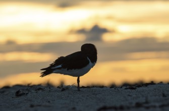 Oystercatcher (Haematopus ostralegus) stands on one leg on the beach at sunset and sticks its beak