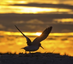 Oystercatcher (Haematopus ostralegus) with outstretched wings in front of the sunset on the beach,