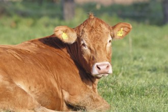 Cow (Bos primigenius taurus), ruminating in a meadow, animal portrait, Wilnsdorf, North