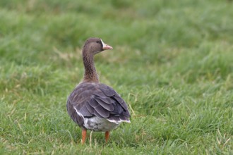 White-fronted goose (Anser albifrons), standing in a meadow in the wintering area, wildlife,
