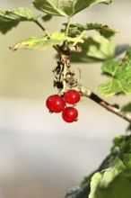 Redcurrant (Ribes rubrum), ripe berries on a bush in a garden, Wilnsdorf, North Rhine-Westphalia,
