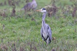Grey heron (Ardea cinerea), standing in a meadow, Bieslicher Insel, Lower Rhine, North