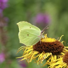 Lemon butterfly (Gonepteryx rhamny) on a yellow flower of a Great Telekie (Telekia speciosa),