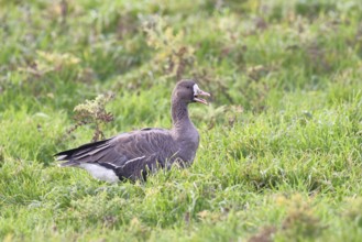 White-fronted goose (Anser albifrons), calling in the wintering area in a meadow, wildlife,