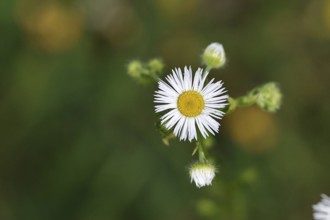 Annual ragweed (Erigeron annuus), by the wayside in a field, Wilnsdorf, North Rhine-Westphalia,