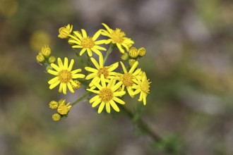 St James' ragwort (Senecio jacobaea), yellow flowers in a meadow, poisonous plant, toxic to humans