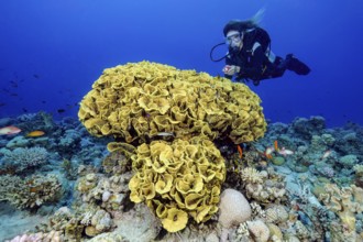Diver looking at illuminated floats floats during underwater sports sport diving next to goblet