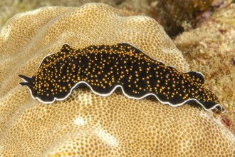 Golden-spotted flatworm (Thysanzoon nigropapilosus) Yellow-spotted whirlpool worm Golden-spotted