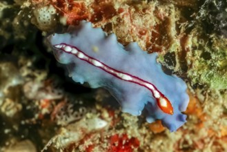 Race stripe whirlpool worm (Pseudoceros bifurcus), Indian Ocean, Madagascar