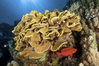 Backlight image of coral block with yellow cup coral (Turbinaria mesenterina) stony corals hard