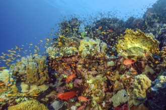 Fish-rich colourful vibrant coral reef of stony corals (Scleractinia) reef-building corals in front