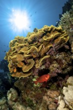 Backlight image of coral block with yellow cup coral (Turbinaria mesenterina) stony corals hard