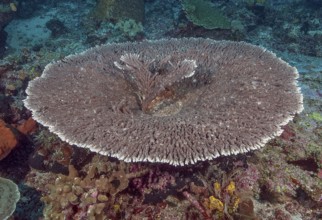 Round grown Hyacinth Table Coral View of round grown healthy intact Hyacinth Table Coral (Acropora