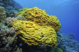 Yellow cup coral (Turbinaria mesenterina) Stony corals Hard corals Reef-building corals in intact