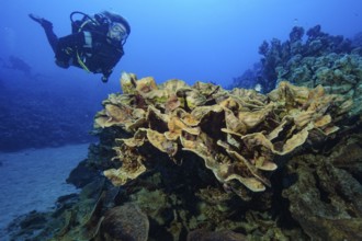 Diver looking at floats floats during underwater sports scuba diving next to goblet coral
