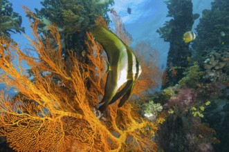 Young juvenile specimen of round-headed batfish (Platax orbicularis) juvenile swimming in front of
