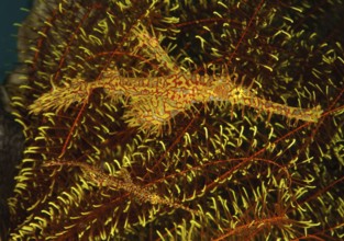 Pair of Harlequin Ghost Pipefish (Solenostomus paradoxus), Jewelled Ghost Pipefish, Indian Ocean,