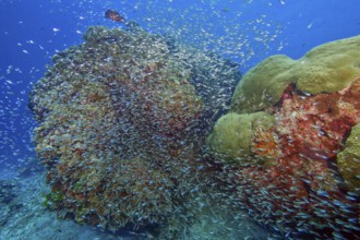 School of glassfish (Parapriacanthus guentheri) Pigmy Sweeper swimming around colourful coral