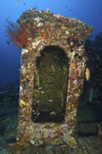 Pigmy sweeper (Parapriacanthus ransonneti) hiding in staircase of shipwreck, Indian Ocean, South