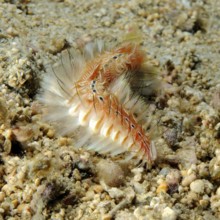 Golden fireworm (Chloeia flava) Bristle worm with pointed poisonous whitish light-coloured