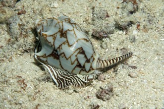 Bat roller snail (Cymbiola vespertilio) Bat roller, bat snail, Pacific, Indo-Pacific, Philippine