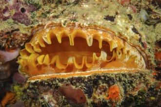 Variable spiny oyster (Spondylus varius) opening, Indian Ocean, Andaman Sea, Ko Doc Mai, Thailand