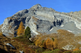 Larch in golden autumn dress in the Bougnone pasture area, Dent Favre summit at the back, Ovronnaz,
