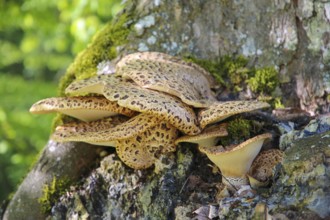 Dryad's saddle (Polyporus squamosus), tree fungus, concentrically arranged dark brown scales on