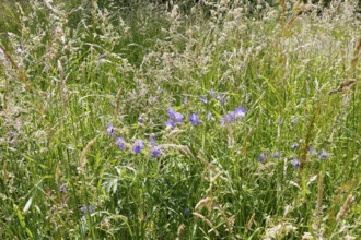 Meadow cranesbill (Geranium pratense), purple flowers, wildflower, grasses, nature, meadow, Swabian