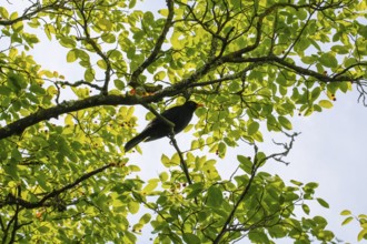 Blackbird (Turdus merula), male, blackbird sitting on branch, twigs, green leaves, black bird,