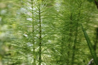Horsetails (Equisetum), subgenus giant horsetail (Equisetum telmateia), green plants, nature,