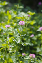 Clover (Trifolium), pink flowers, green leaves, wildflower, nature, meadow, Swabian Alb,