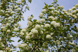 Yellow bladder campion (Physocarpus opulifolius 'Darts Gold'), flowering shrub, white flower balls,