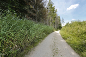 Field path to Junginger Gieß, gravel path, trees, reeds, nature, Jungingen im Killertal,