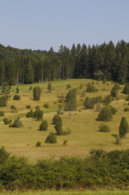 Landscape, nature, trees, meadow, juniper heath, Digelfeld near Hayingen, Swabian Alb,