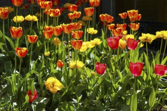 Tulips (Tulipa), red and yellow flowers, green leaves, garden, flowers, plants, bed, spring