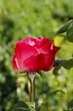 Rose (Rosa), cultivated rose, red blossom, green leaves, garden, flowers, plants, Reutlingen,