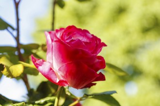 Rose (Rosa), cultivated rose, red blossom, green leaves, garden, flowers, plants, Reutlingen,