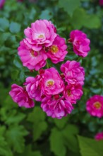 Roses (Rosa), shrub rose, bush rose, cultivated rose, pink flowers, green leaves, garden, flowers,
