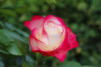 Rose (Rosa), cultivated rose, white and red blossom, green leaves, garden, flowers, plants,