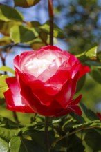 Rose (Rosa), cultivated rose, white and red blossom, green leaves, garden, flowers, plants,