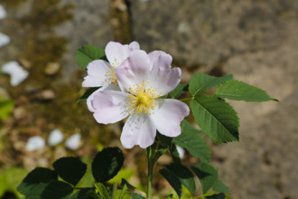Dog rose (Rosa canina), dog rose, dog rose, heather rose, hag rose, blossoms, green leaves, garden,