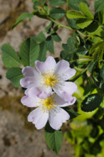 Dog rose (Rosa canina), dog rose, dog rose, heather rose, hag rose, blossoms, green leaves, garden,