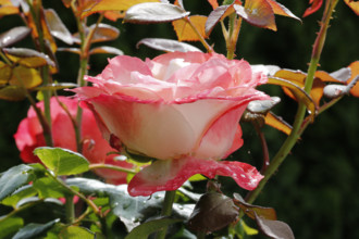 Rose (Rosa), cultivated rose, white and pink blossom, leaves, garden, flowers, plants, water drop,