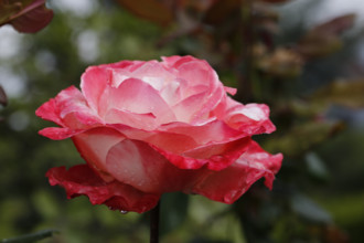 Rose (Rosa), cultivated rose, white and red blossom, leaves, garden, flowers, plants, water drop,