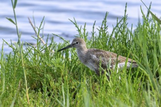 Injured common redshank (Tringa totanus) juvenile with broken wing hiding in glasswort vegetation