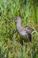 Injured common redshank (Tringa totanus) juvenile with broken wing hiding in glasswort vegetation