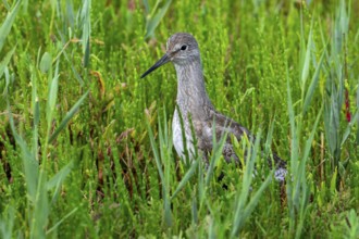 Common redshank (Tringa totanus) juvenile hidden in vegetation with glasswort on the shore of